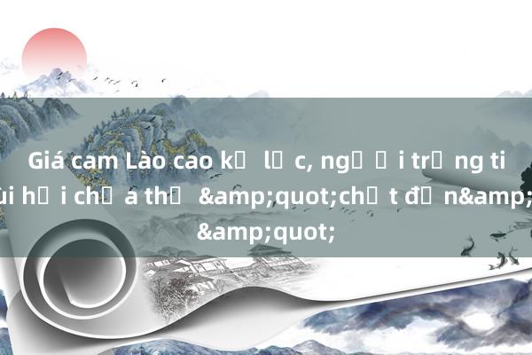 Giá cam Lào cao kỷ lục, người trồng tiếc hùi hụi chưa thể &quot;chốt đơn&quot;